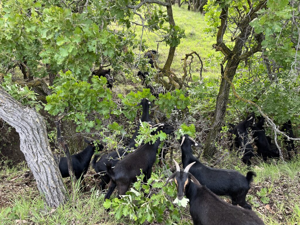 Syfan Spanish Goats